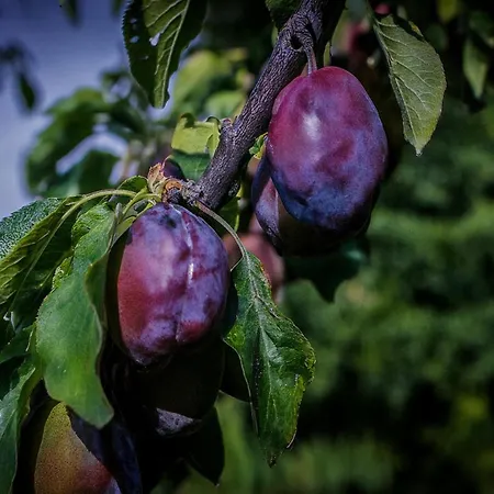 Langeland Κάμπινγκ Rudkøbing